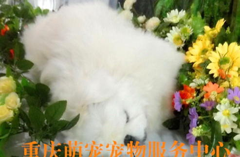 广东省广州穿寿衣 寿衣 殡葬一条龙